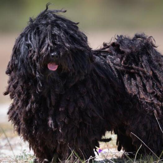 Hungarian sale puli puppy